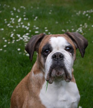 Güzel huysuz psikopat boksör köpeği.
