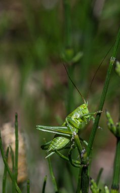 Yeşil çekirge, doğadaki böcek, yaklaşın