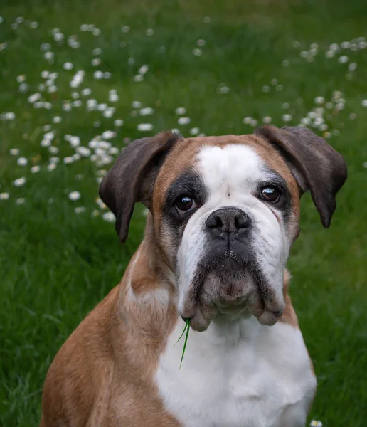 Güzel huysuz psikopat boksör köpeği.