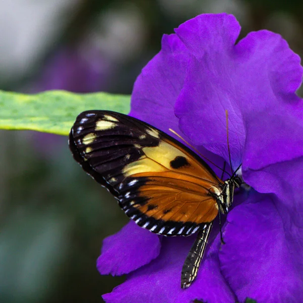 Bunte Blume Und Schöner Großer Schmetterling — Stockfoto