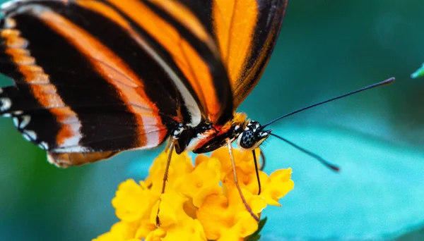 Bunte Blume Und Schöner Großer Schmetterling — Stockfoto