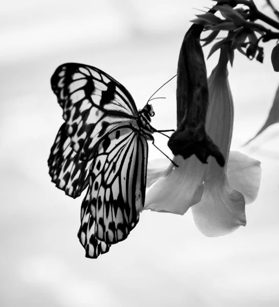 Flor Colorida Bela Borboleta Grande — Fotografia de Stock