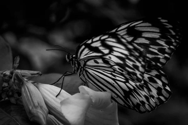 Bunte Blume Und Schöner Großer Schmetterling — Stockfoto