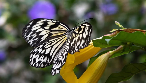 Bunte Blume Und Schöner Großer Schmetterling — Stockfoto