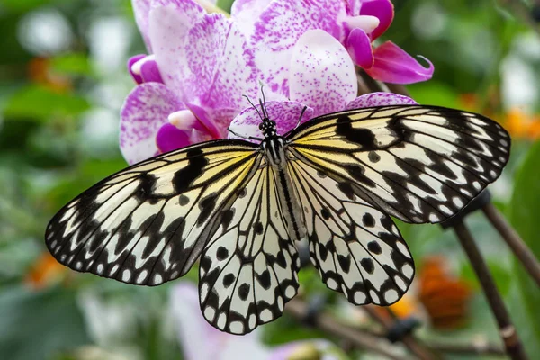 Bunte Blume Und Schöner Großer Schmetterling — Stockfoto