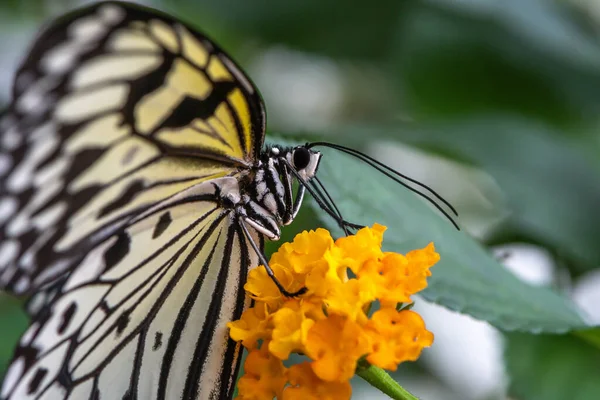 Bunte Blume Und Schöner Großer Schmetterling — Stockfoto