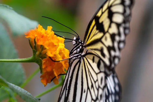 Bunte Blume Und Schöner Großer Schmetterling — Stockfoto