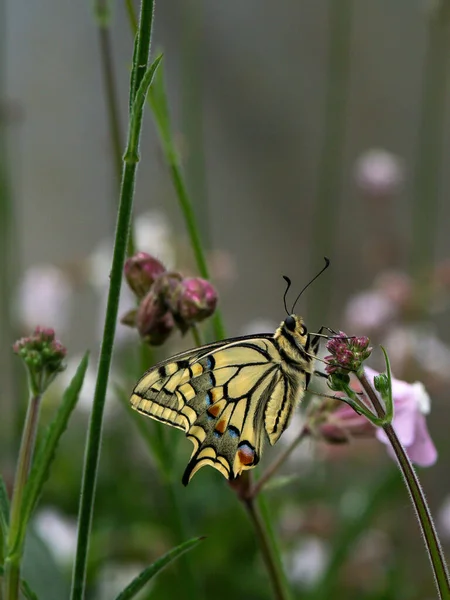 Bunte Blume Und Schöner Großer Schmetterling — Stockfoto