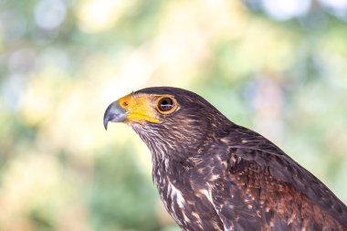 Uçan baykuş, kuş, şahin, barnowl, şahin, kartal baykuş, Harrishawk, oehoe, Mavi gökyüzü, mavi, uçan, portre, yakın plan, iniş