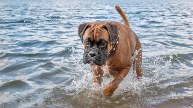 Köpek yetiştiricisi boksör suda koşuyor.