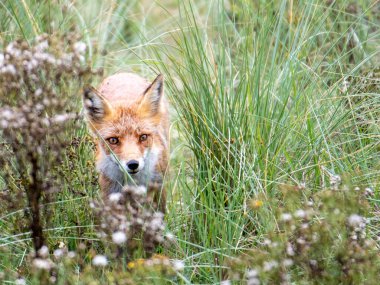 Kızıl Tilki, kum tepeleri, Hollanda, 2020, genç, turuncu, gökyüzü, mavi, rahat, güzel