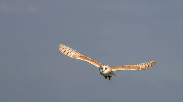 飞行的猫头鹰 Barnowl 鹰猫头鹰 Harrishawk Oehoe Blue Sky Blue Flying Portrait — 图库照片