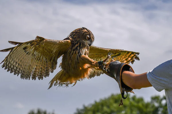 Fliegende Eule Vogel Falke Barnowl Falknerei Adler Uhu Harrishawk Oehoe — Stockfoto