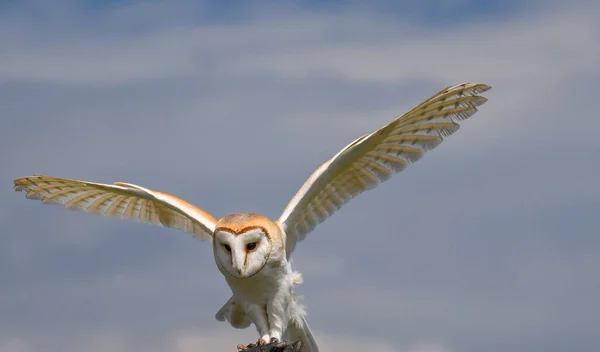 飞行的猫头鹰 Barnowl 鹰猫头鹰 Harrishawk Oehoe Blue Sky Blue Flying Portrait — 图库照片