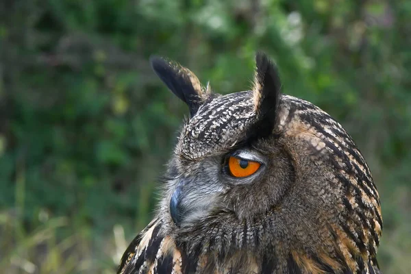 飞行的猫头鹰 Barnowl 鹰猫头鹰 Harrishawk Oehoe Blue Sky Blue Flying Portrait — 图库照片