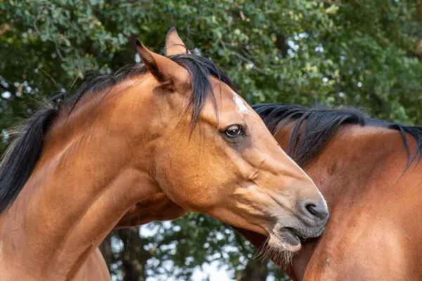 Doğada kahverengi bir atın portresi