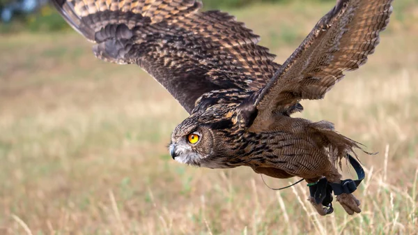 Hibou Volant Oiseau Faucon Barnowl Fauconnerie Aigle Hibou Aigle Harrishawk — Photo