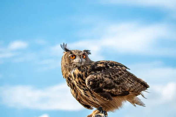 flying owl, bird, falcon, barnowl, falconry, eagle, eagle owl, Harrishawk, oehoe, Blue sky, blue, flying, portrait, close-up, landing