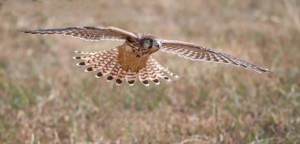 Coruja Voadora Pássaro Falcão Barnowl Falcoaria Águia Coruja Águia Harrishawk — Fotografia de Stock