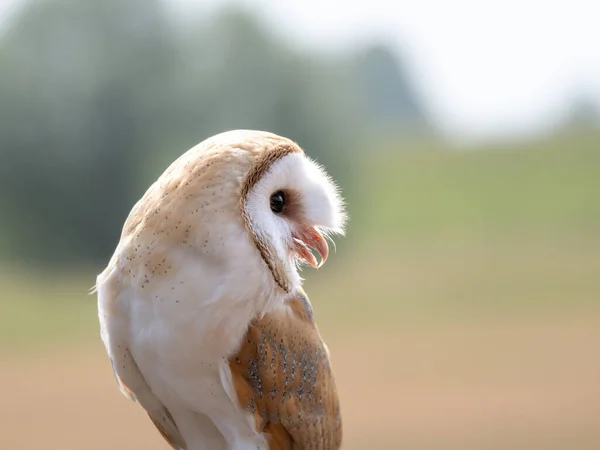 Ιπτάμενη Κουκουβάγια Πουλί Γεράκι Barnowl Γεράκι Αετός Κουκουβάγια Harrishawk Ooehoe — Φωτογραφία Αρχείου