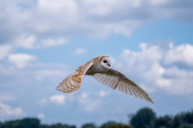 Uçan baykuş, kuş, şahin, barnowl, şahin, kartal baykuş, Harrishawk, oehoe, Mavi gökyüzü, mavi, uçan, portre, yakın plan, iniş