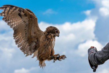 Uçan baykuş, kuş, şahin, barnowl, şahin, kartal baykuş, Harrishawk, oehoe, Mavi gökyüzü, mavi, uçan, portre, yakın plan, iniş