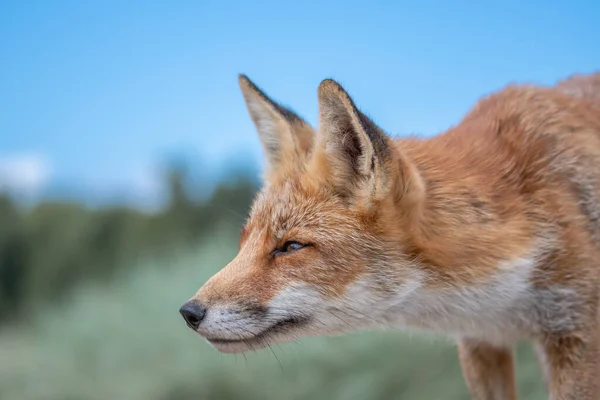 Red fox, dunes, Netherlands,  2020, young, orange, sky, blue, cozy, beautiful