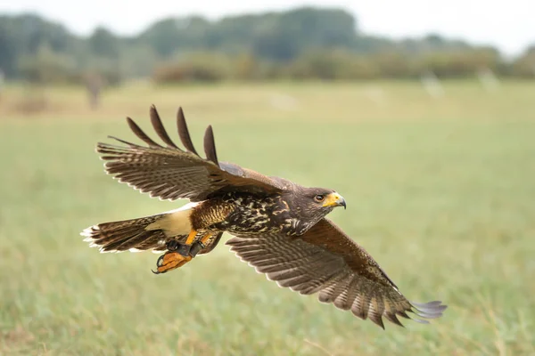 Flying Owl Bird Falcon Barnowl Falconry Eagle Eagle Owl Harrishawk — Stock Photo, Image