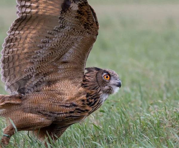 Hibou Volant Oiseau Faucon Barnowl Fauconnerie Aigle Hibou Aigle Harrishawk — Photo