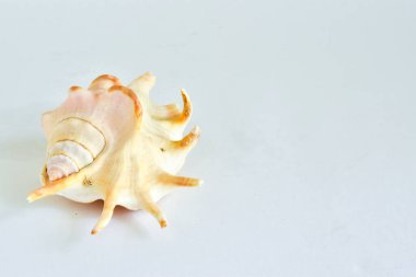 Beyaz arka planda deniz kabuğu, izole edilmiş. metin için yer.