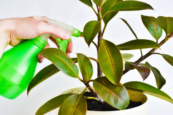 Indoor Ficus Flower Female Hand Holds Spray Bottle Water Plant — Stock Photo, Image