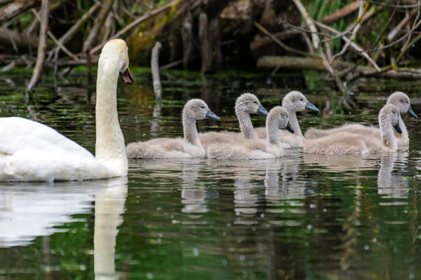 Grande Cisne Branco Com Bebês — Fotografia de Stock