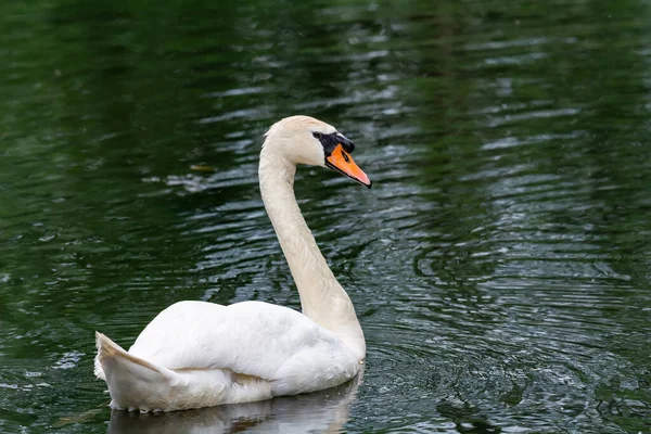 Hermoso Cisne Nada Estanque — Foto de Stock