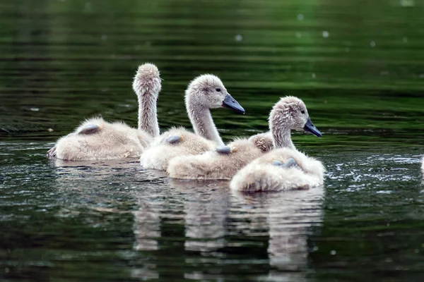 Unga Svanar Sjön — Stockfoto