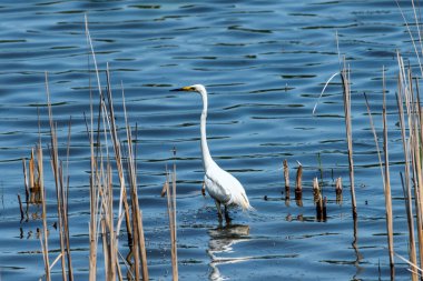 Beyaz balıkçıl gölde yiyecek arıyor. 