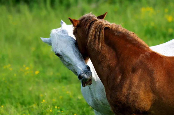 Cavalo Castanho Branco Pastam Prado Com Amor — Fotografia de Stock