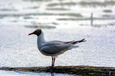 Gölün ortasında beyaz martı