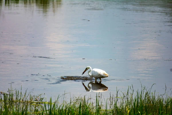 Airone Bianco Cerca Cibo Sul Lago — Foto Stock