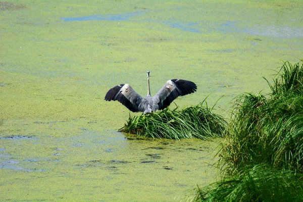 Airone Grigio Cerca Cibo Sul Lago — Foto Stock