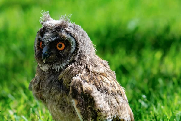 Porträt Einer Kleinen Ohreneule Auf Einem Hintergrund Aus Gras — Stockfoto