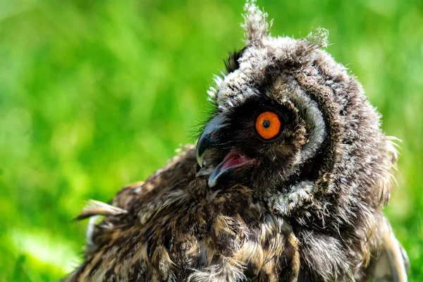 Porträt Einer Kleinen Ohreneule Auf Einem Hintergrund Aus Gras — Stockfoto