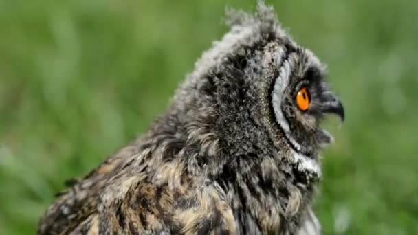 Een Kleine Ooruil Een Achtergrond Van Gras — Stockvideo