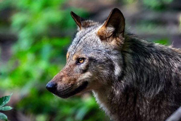 Portrait Wolf Woods — Stock Photo, Image