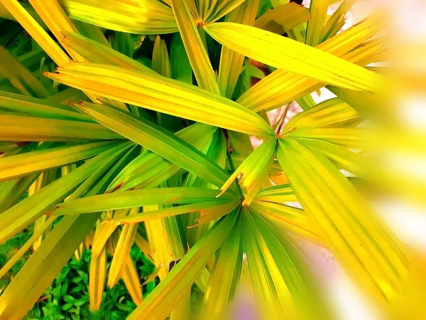 背景ぼかし効果のある草の葉の抽象的な眺め — ストック写真