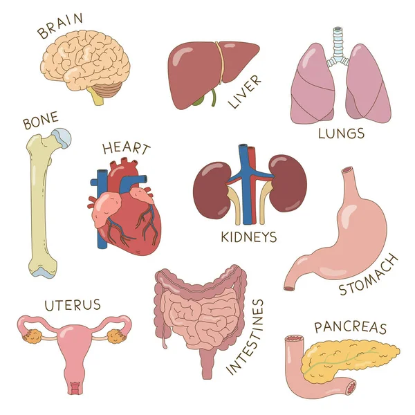 ヒト臓器漫画ステッカーセットで脳肝臓肺胸骨子宮腎臓胃膵臓とテキストと白の背景 — ストックベクタ