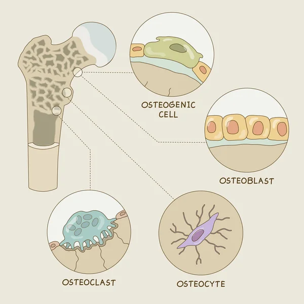 Κύτταρα Των Οστών Γραφικό Στυλ Για Βιολογική Εκπαίδευση — Διανυσματικό Αρχείο