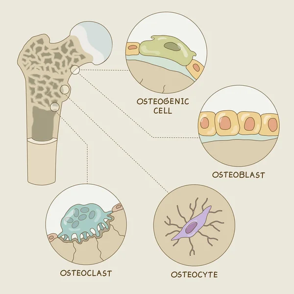 Komórka Kostna Stylu Graficznym Edukacji Biologicznej — Wektor stockowy