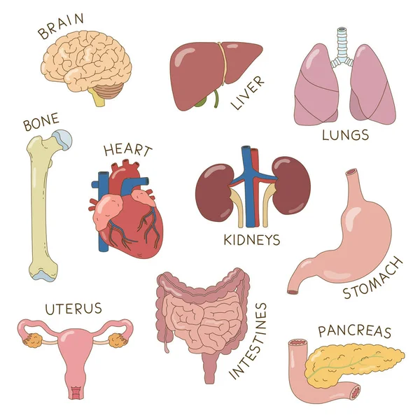 Human Organs Cartoon Sticker Set Brain Liver Lungs Heart Bone — Stock Vector