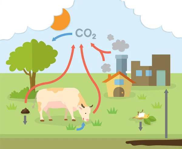 Carbon Cycle Diagram Flat Design — Stock Vector