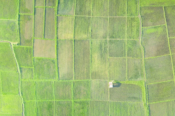 Tarlada Arazide Arazide Yeşil Alanın Tarımsal Bitkinin Sırtın Havadan Görünüşünden — Stok fotoğraf